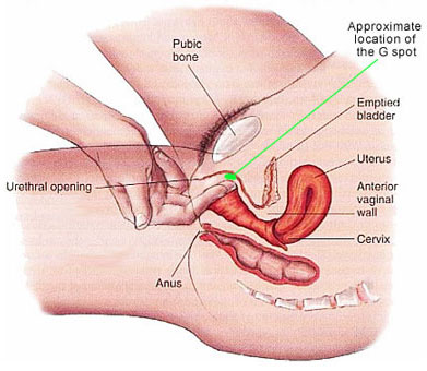 G Spot location