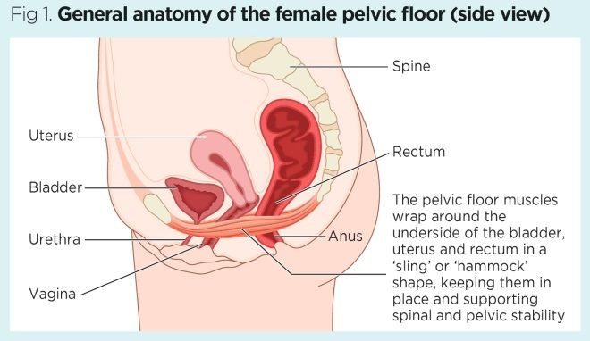 Pelvic Antomy