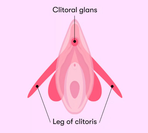 clitoral diagram