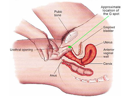 G Spot location